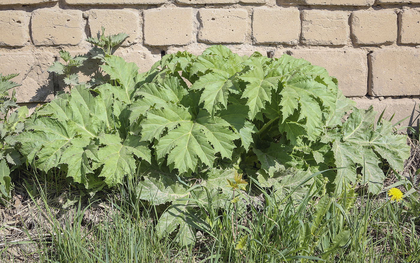 Image of Heracleum sosnowskyi specimen.