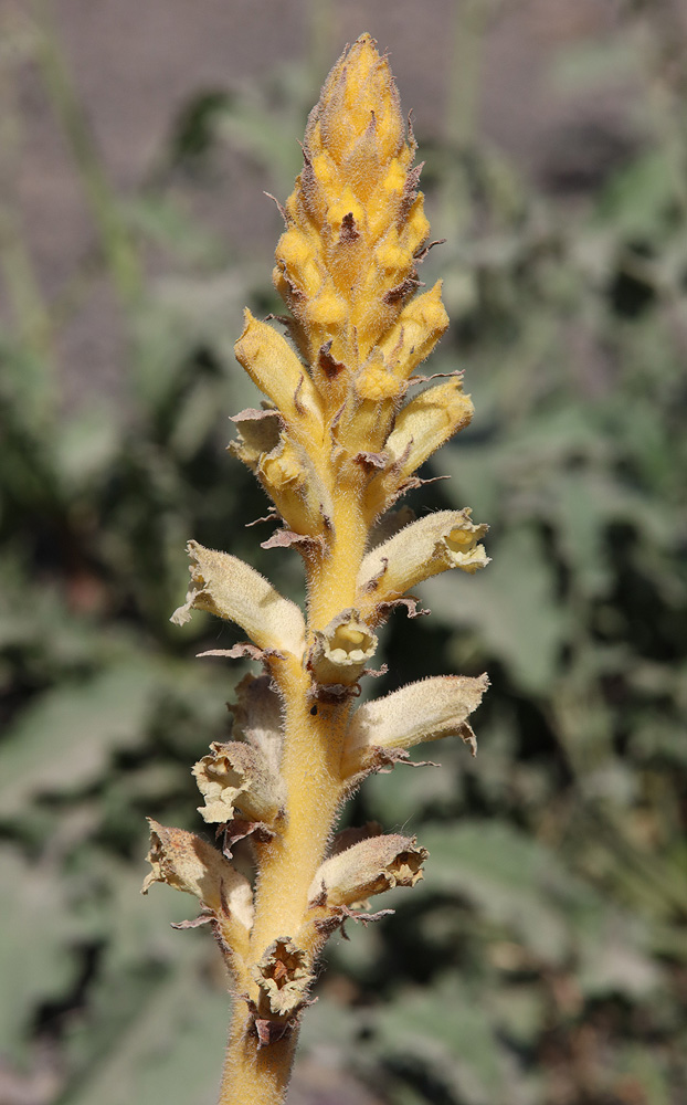 Image of Orobanche owerinii specimen.