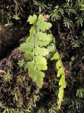 genus Dryopteris