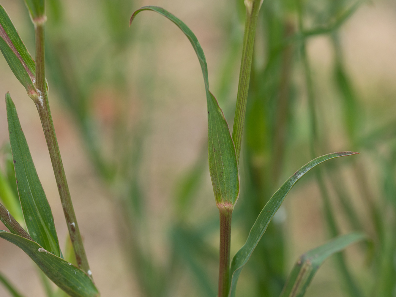 Image of Tragopogon dasyrhynchus specimen.