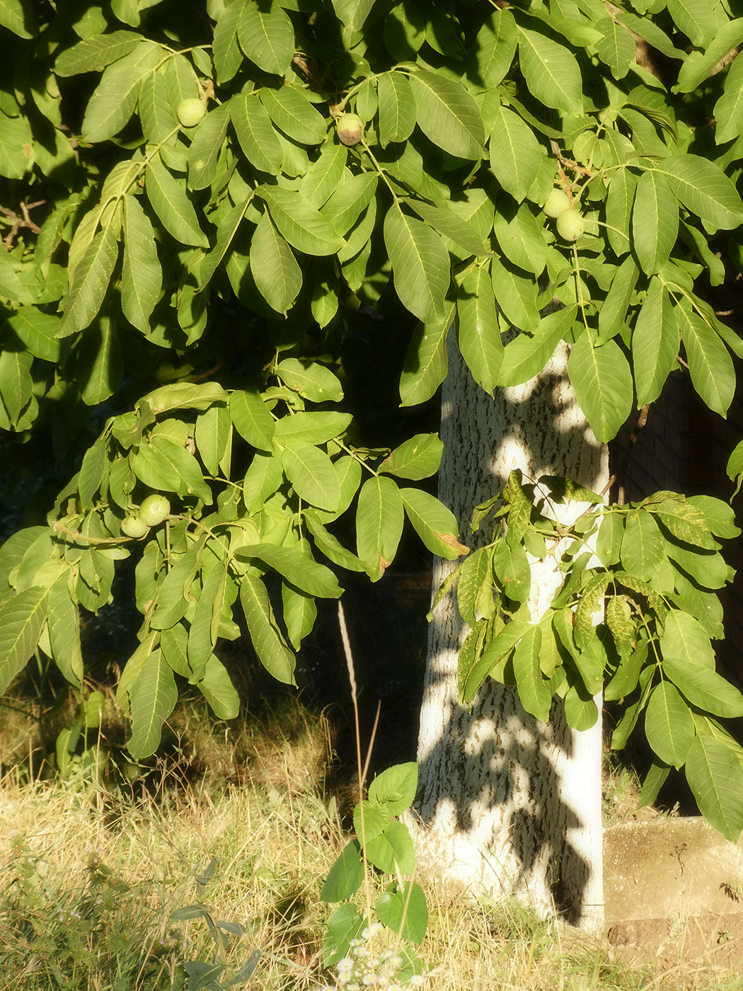 Image of Juglans regia specimen.