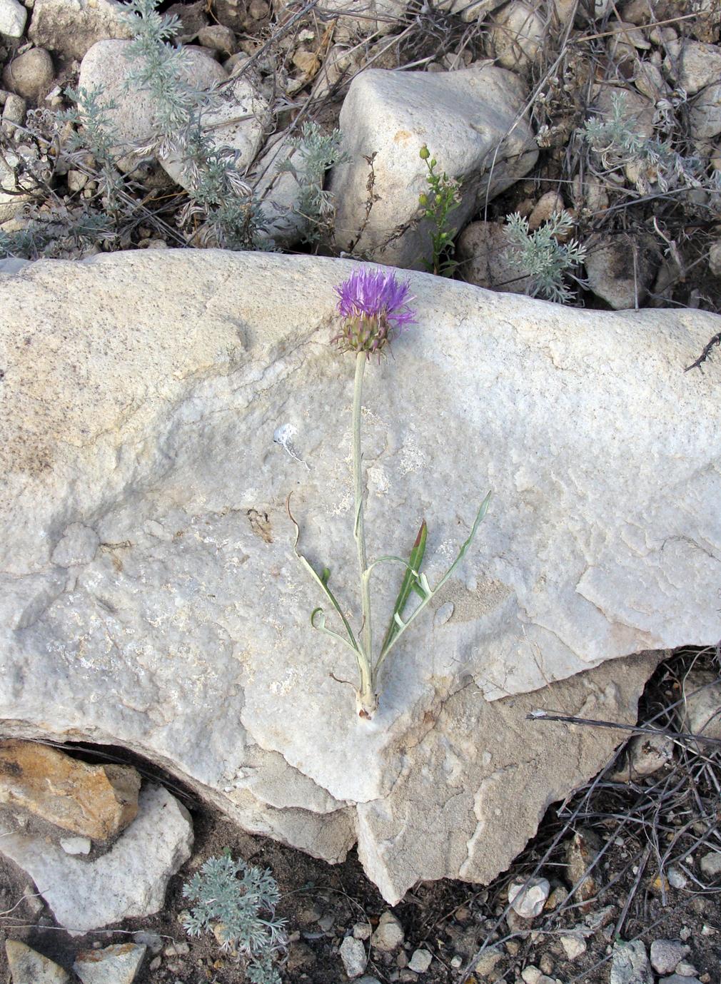 Image of genus Jurinea specimen.