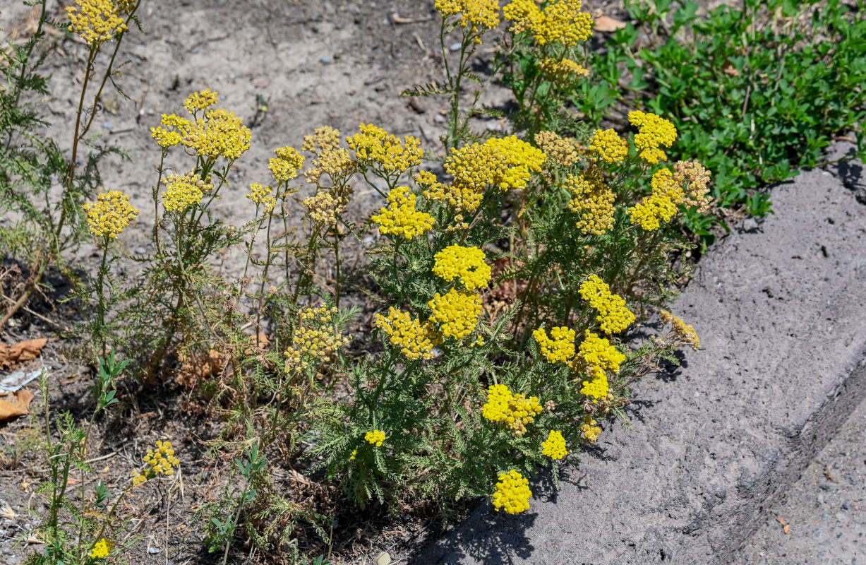 Image of Achillea arabica specimen.