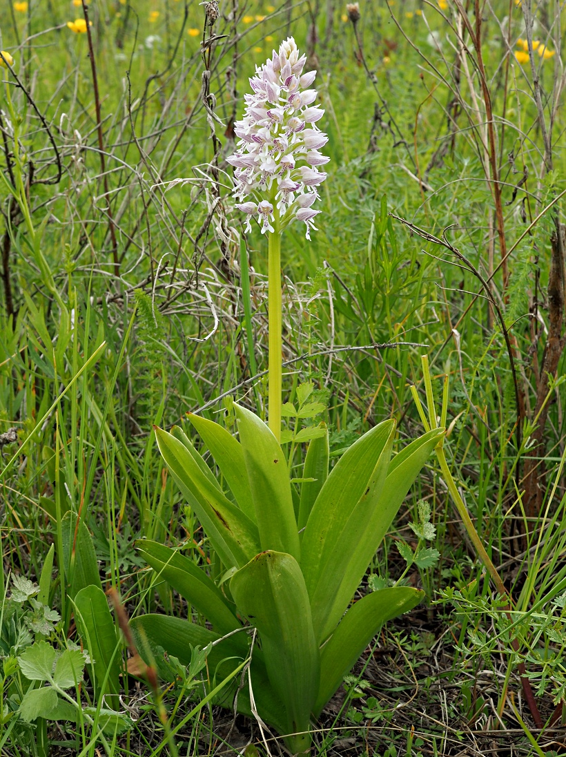 Изображение особи Orchis militaris.