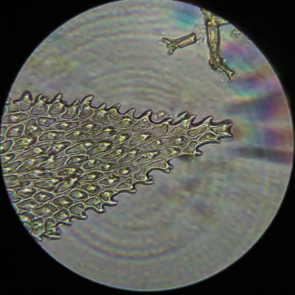 Изображение особи Thuidium recognitum.