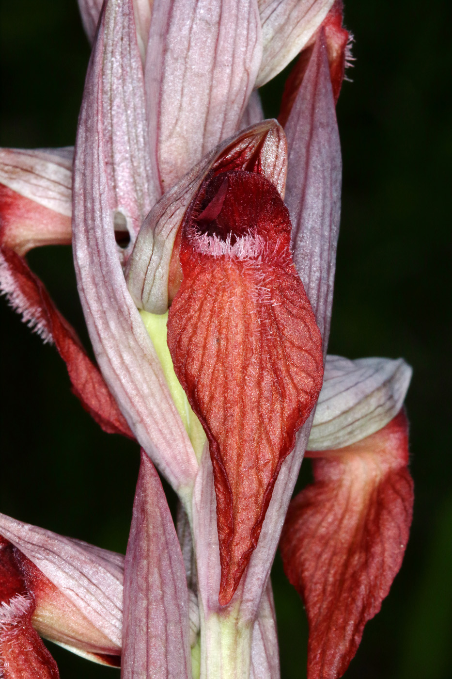 Изображение особи Serapias orientalis ssp. feldwegiana.