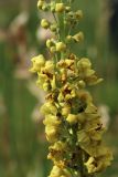 Verbascum nigrum. Средняя часть соцветия с цветками и бутонами. Псковская обл., г. Остров, 336-й км автодороги Р-23 «Псков», АЗС «Сургутнефтегаз», цветник. 26.06.2023.