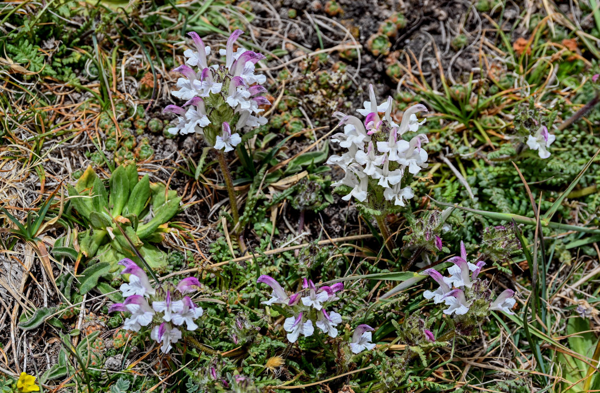 Image of Pedicularis cheilanthifolia specimen.