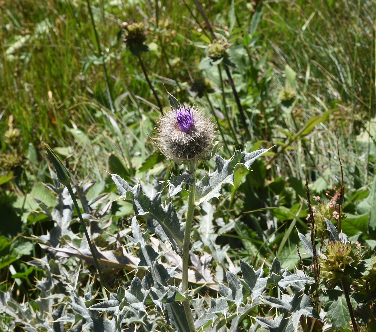 Изображение особи род Cirsium.