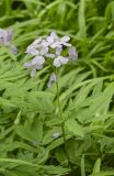 Cardamine quinquefolia. Верхушка цветущего растения. Москва, ГБС РАН. 26.04.2024.