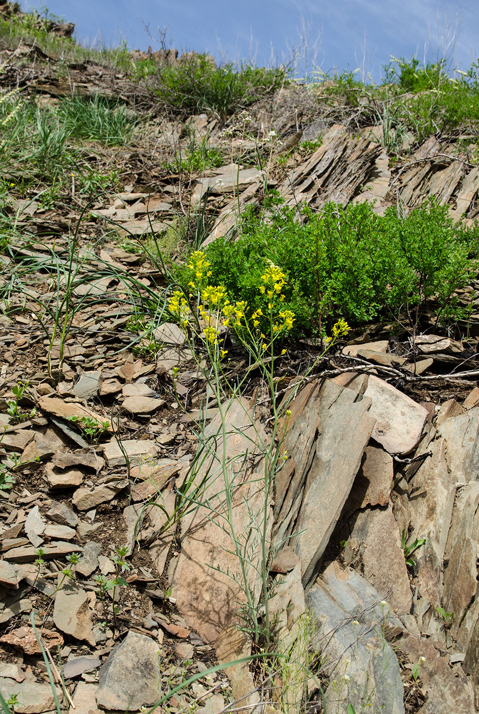 Image of Sisymbrium polymorphum specimen.