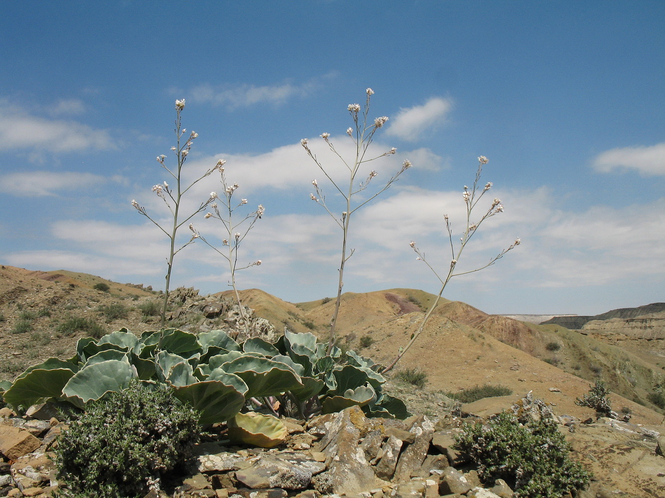 Изображение особи Crambe edentula.