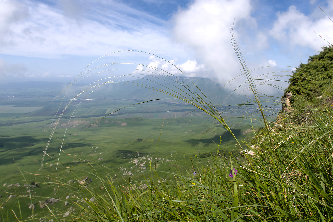 Image of Stipa pulcherrima specimen.