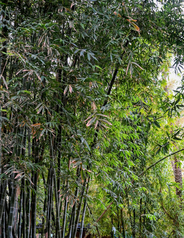 Изображение особи Phyllostachys pubescens.