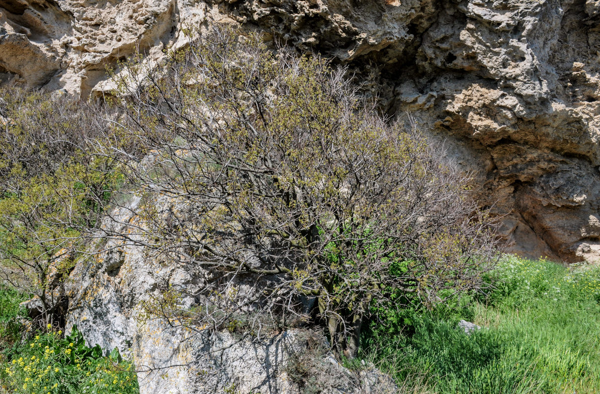 Image of Celtis glabrata specimen.