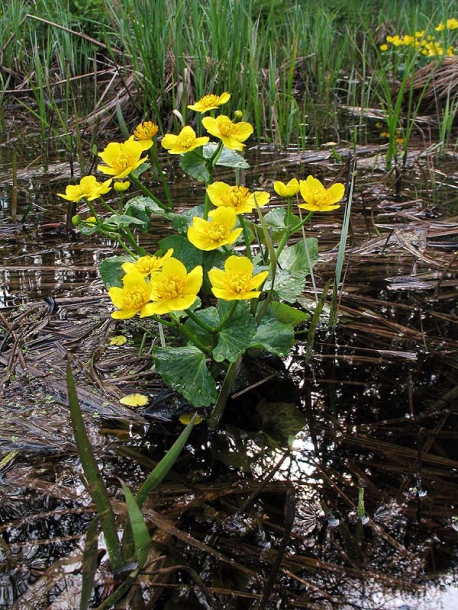 Image of Caltha palustris specimen.