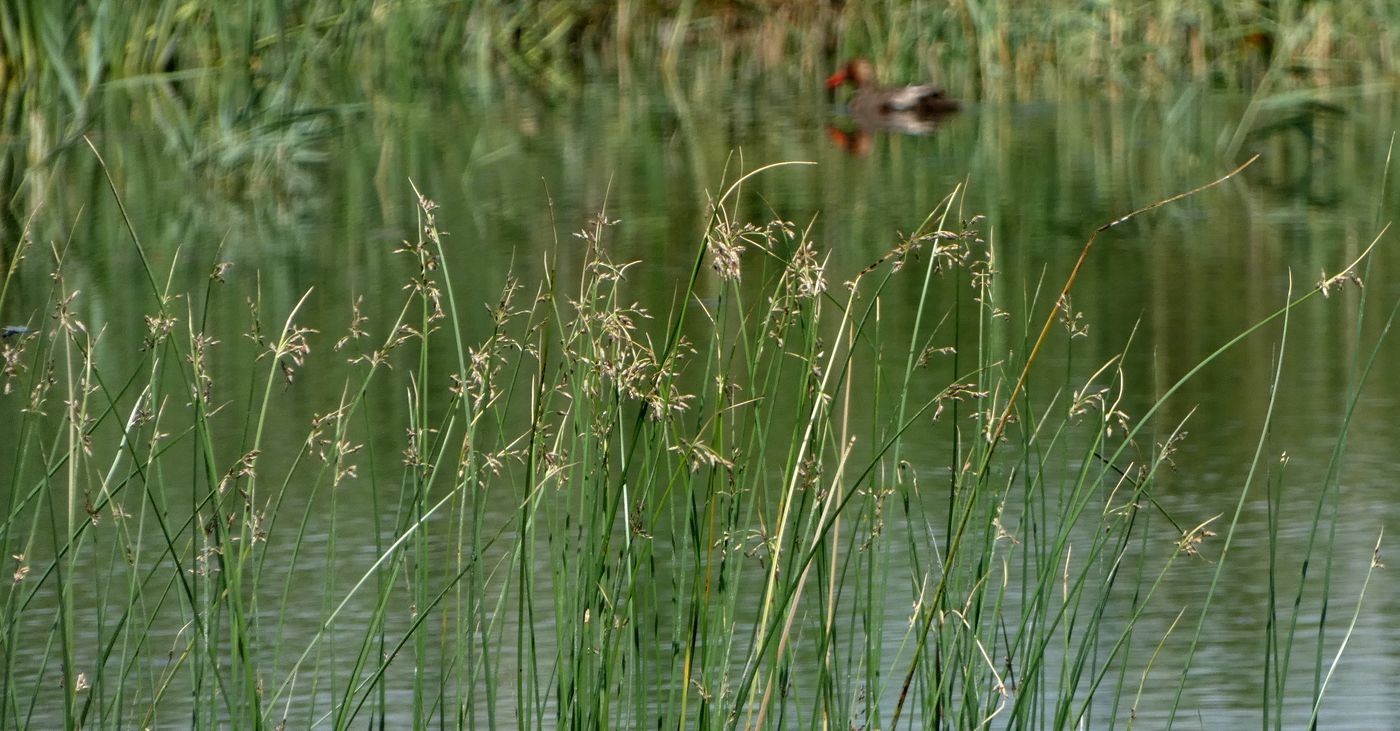 Image of Schoenoplectus lacustris specimen.