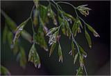 Festuca arundinacea