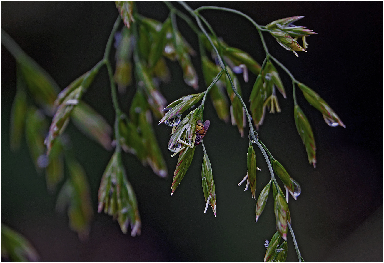 Изображение особи Festuca arundinacea.