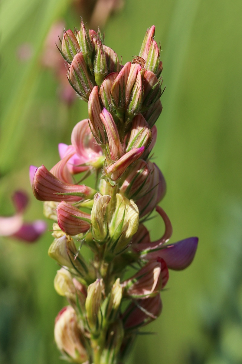 Изображение особи Onobrychis arenaria.