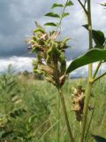 Glycyrrhiza soongorica. Побег с незрелым соплодием. Казахстан, Южный Алтай, обращённое к Бухтарминскому вдхр. зап. подножье Нарымского хр., мезофильное понижение между гранитными плитами. 3 июля 2024 г.