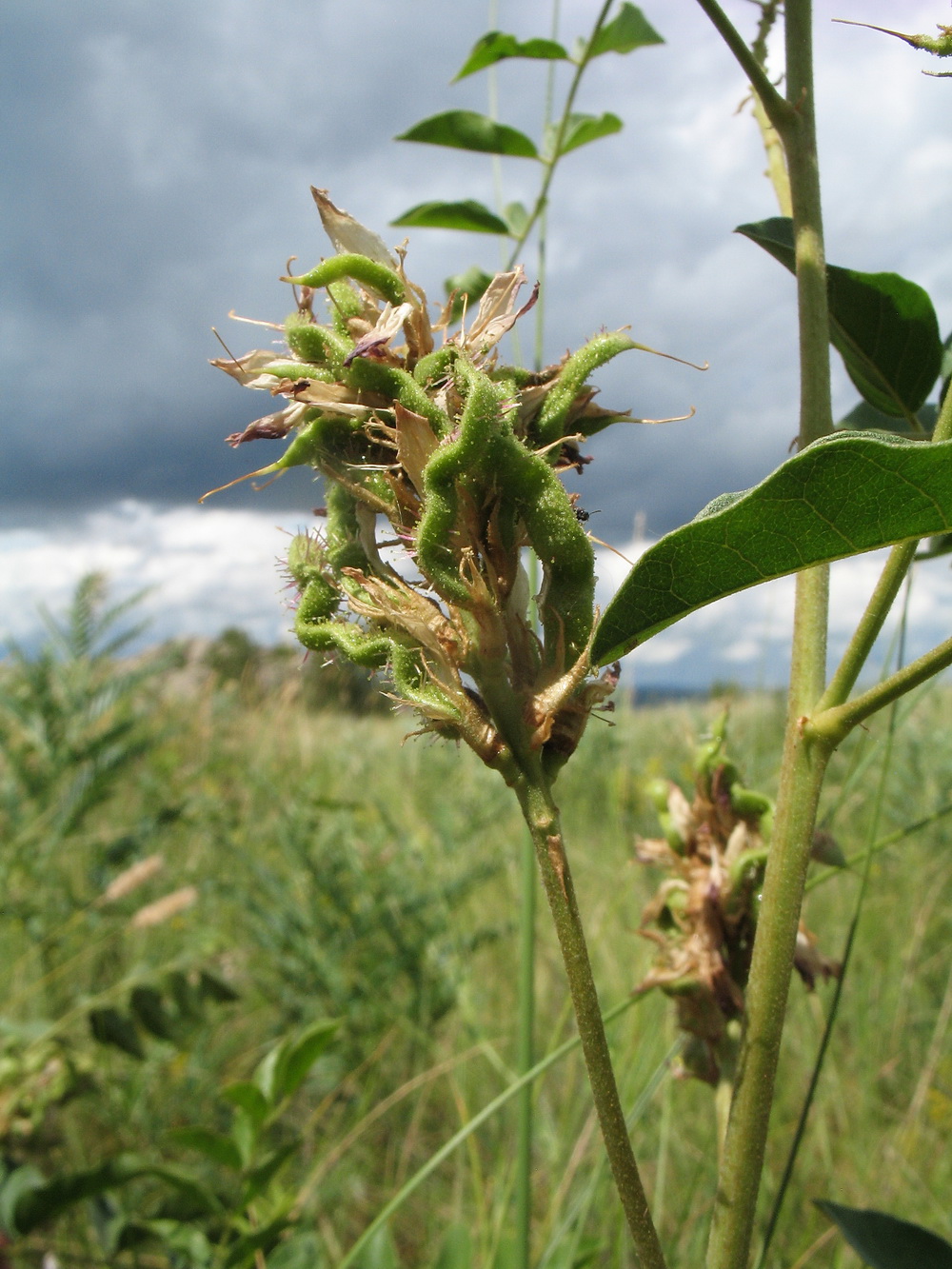 Изображение особи Glycyrrhiza soongorica.