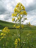 Ligularia thyrsoidea. Общее соцветие. Восточный Казахстан, Южный Алтай, сев. подножье хр. Сарымсакты, Бухтарминская впадина, ур. Кара-Джир, разнотравье на берегу термального ручья. 6 июля 2024 г.