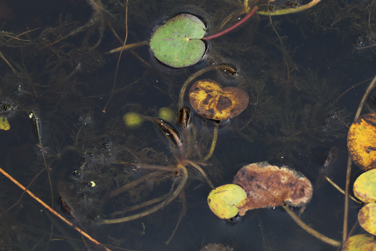 Image of Hydrocharis dubia specimen.