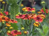 Helenium autumnale. Веточки с соцветиями. Московская обл., Раменский р-н, окр. дер. Хрипань, садовый участок. 08.08.2024.