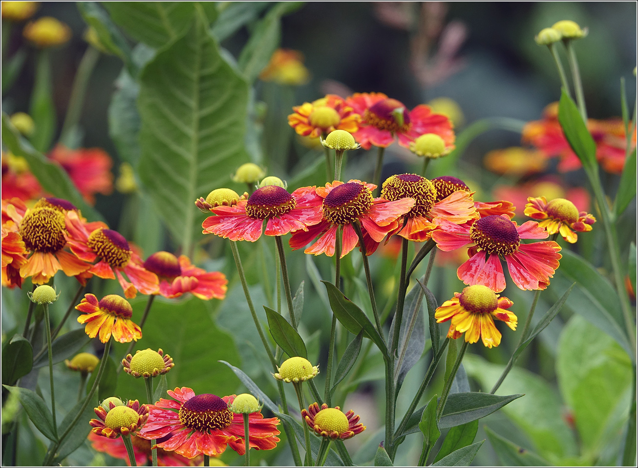 Image of Helenium autumnale specimen.