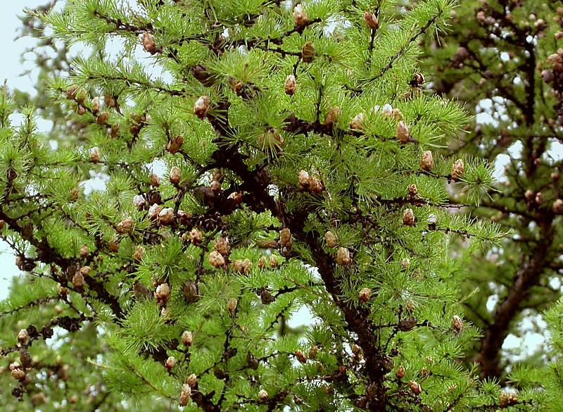 Image of Larix gmelinii specimen.