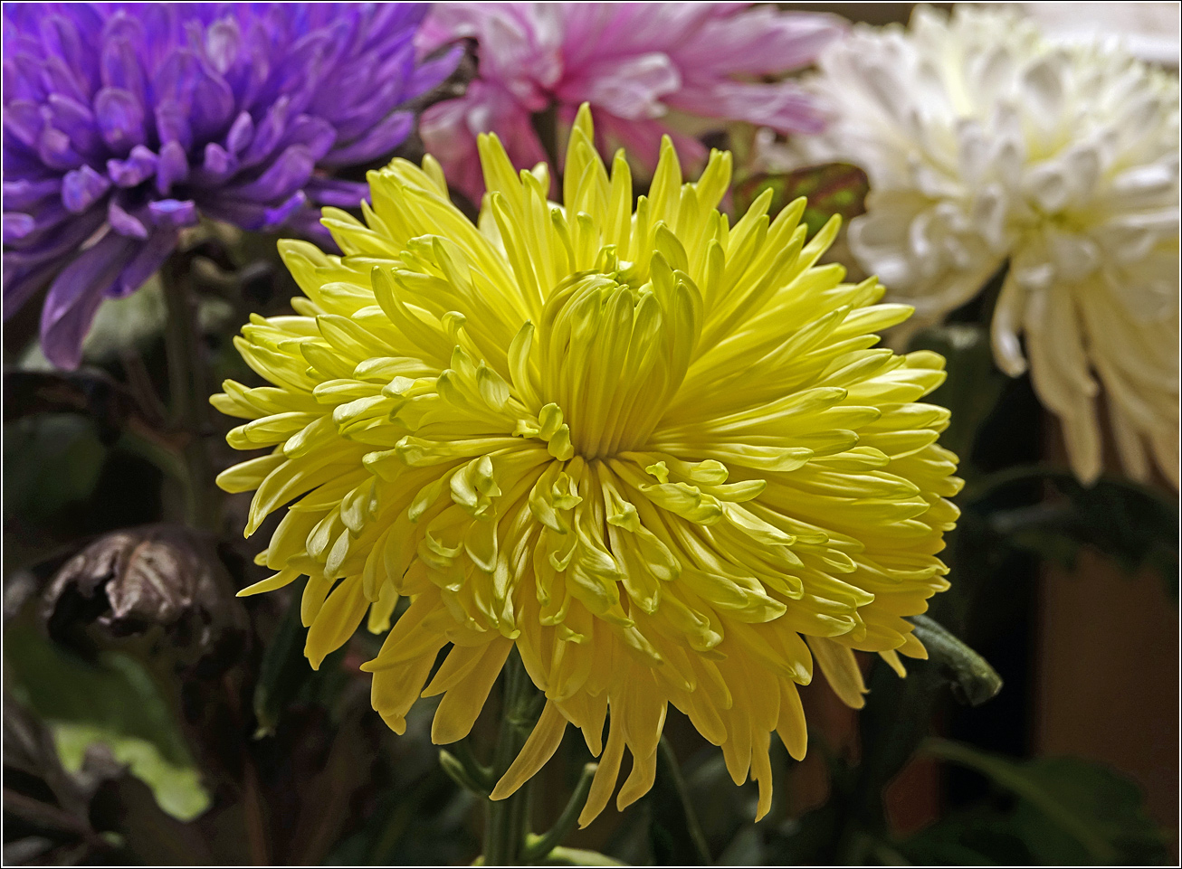 Image of Chrysanthemum indicum specimen.