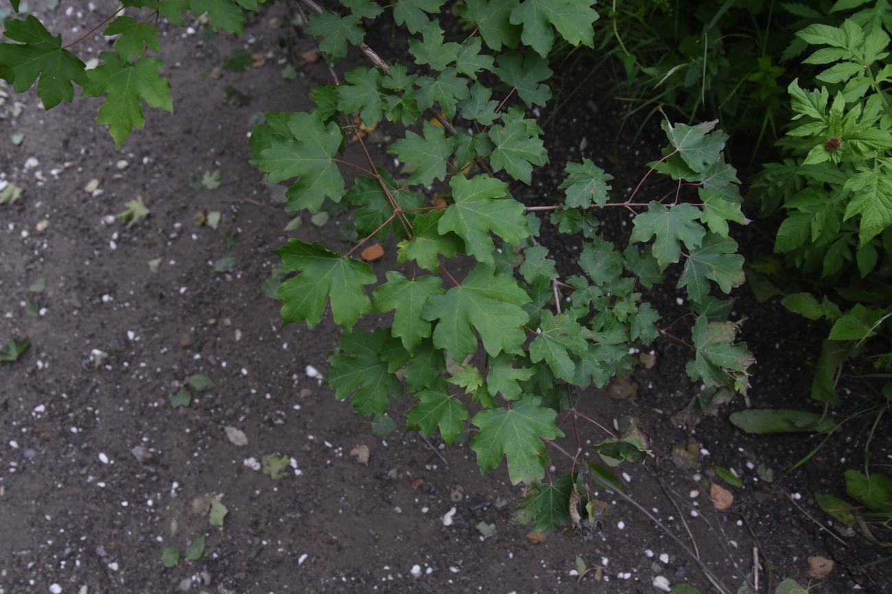 Image of Acer campestre specimen.