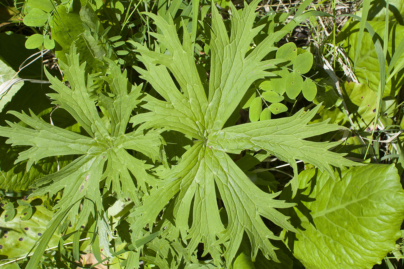 Изображение особи Aconitum septentrionale.