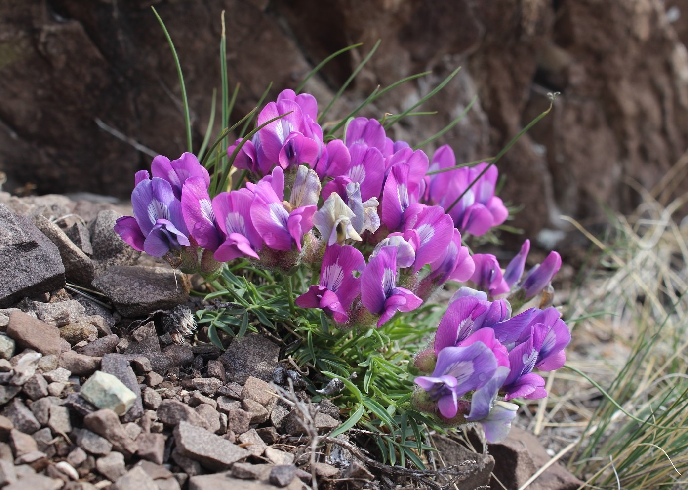 Изображение особи Oxytropis nuda.