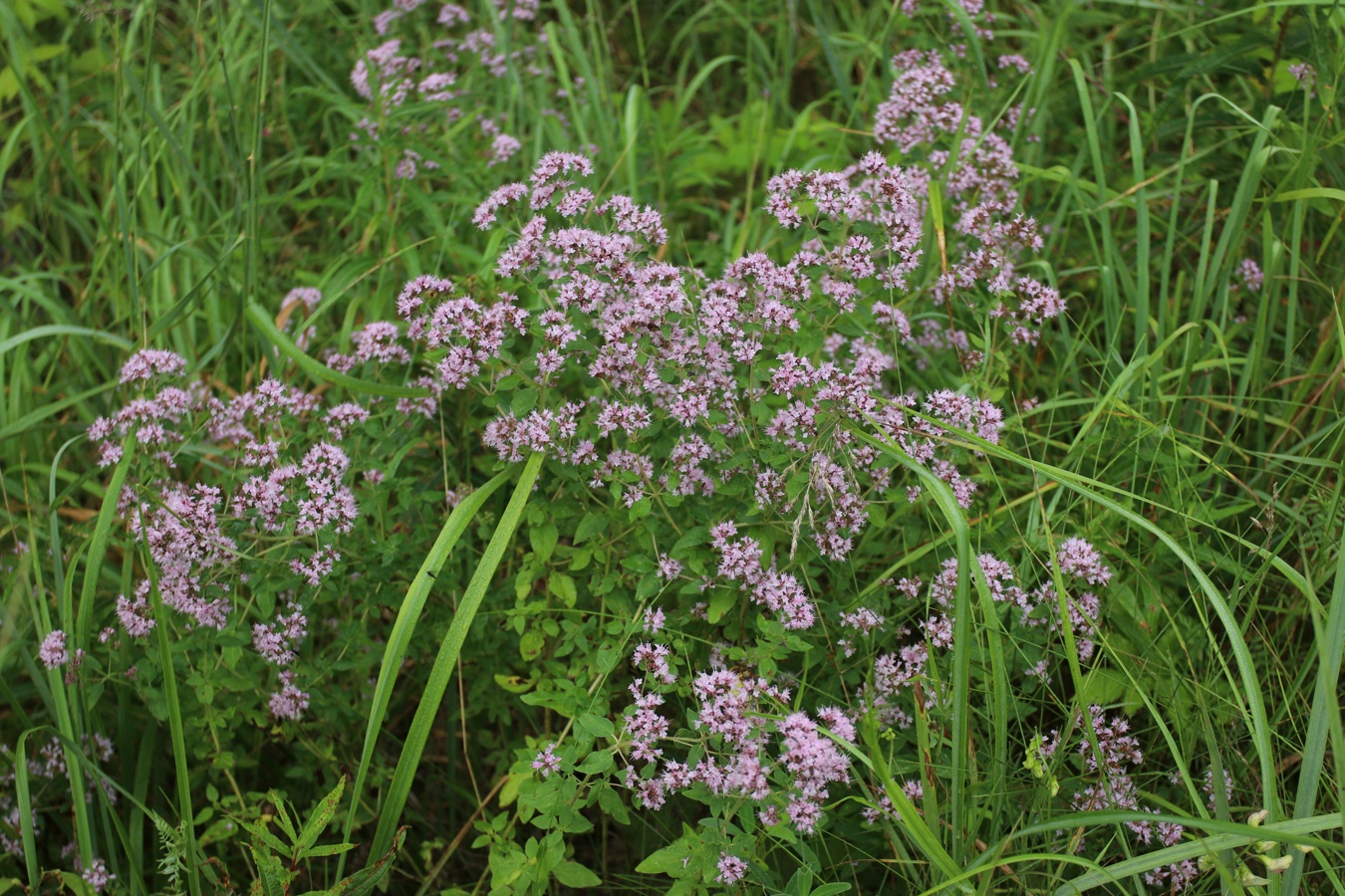 Изображение особи Origanum vulgare.