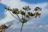 Heracleum sibiricum