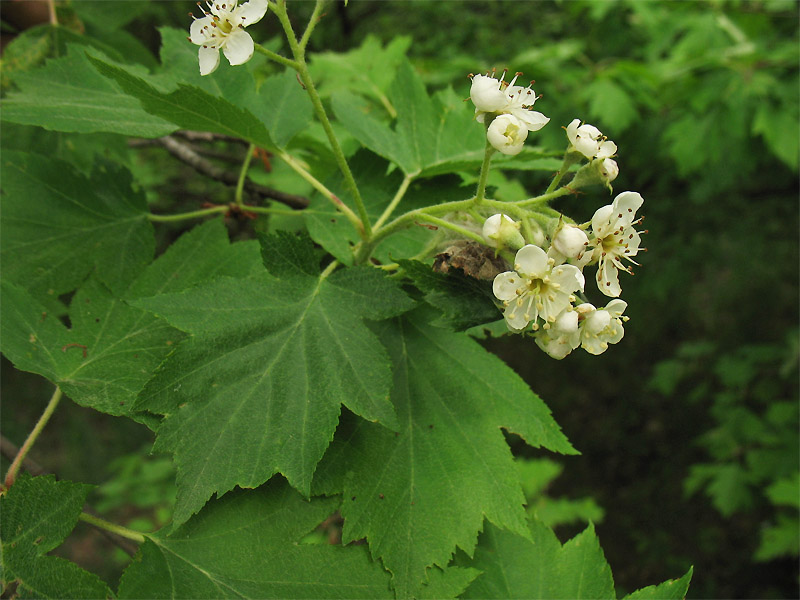 Изображение особи Sorbus torminalis.