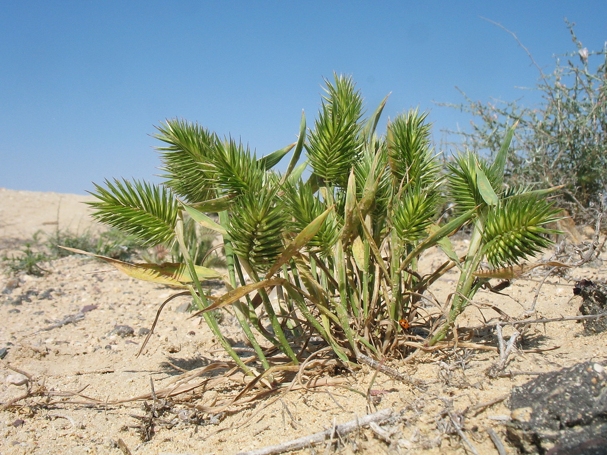 Изображение особи Eremopyrum bonaepartis.