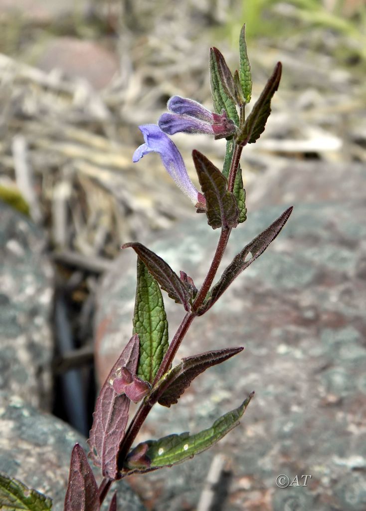 Image of Scutellaria galericulata specimen.