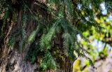 View full-size image Taxus baccata