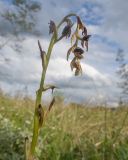 Смотреть изображение Ophrys mammosa подвид caucasica