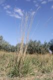 Смотреть изображение Festuca arundinacea