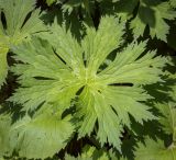 Смотреть изображение Aconitum orientale