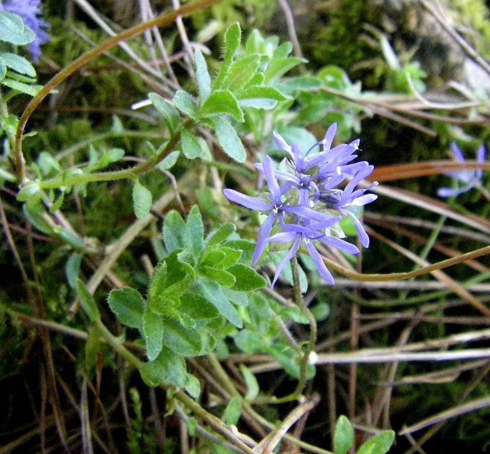 Image of Jasione crispa specimen.