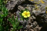 View full-size image genus Potentilla