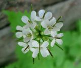 Alliaria petiolata