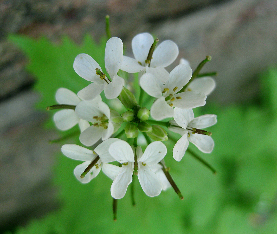 Image of Alliaria petiolata specimen.