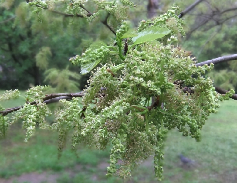 Изображение особи Morus alba.