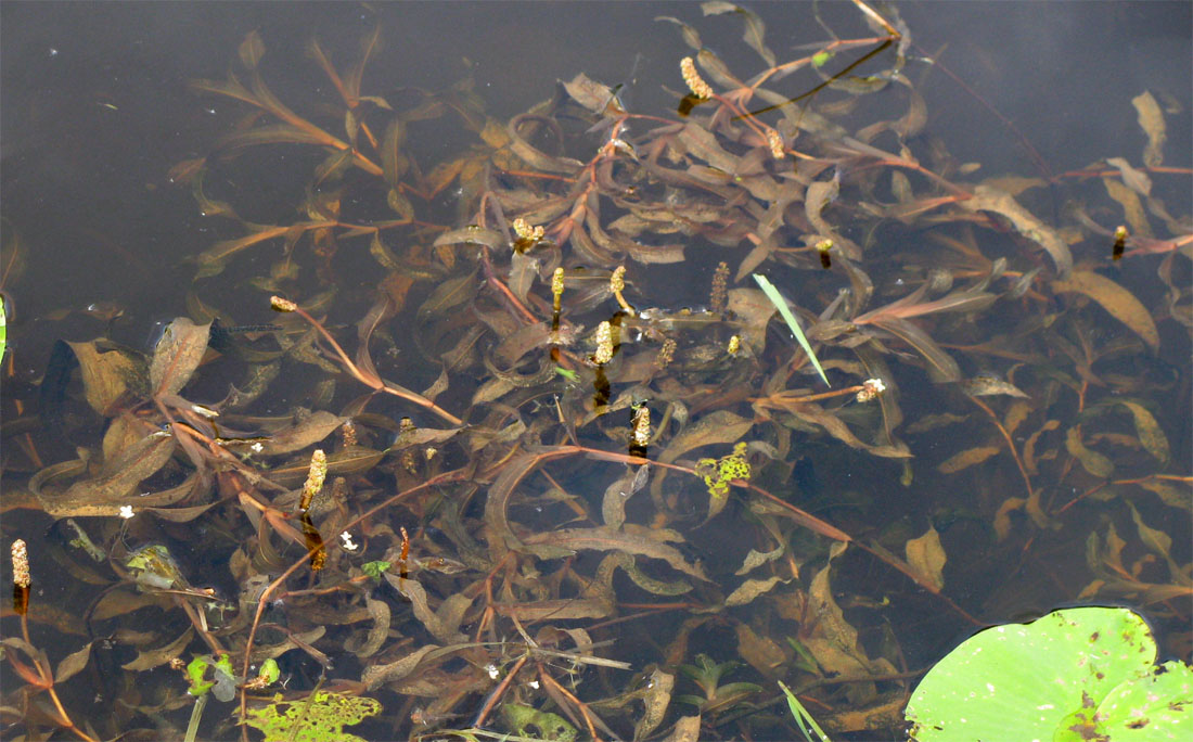 Image of Potamogeton alpinus specimen.